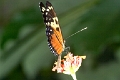 HELICONIDAE, Heliconius ismenius